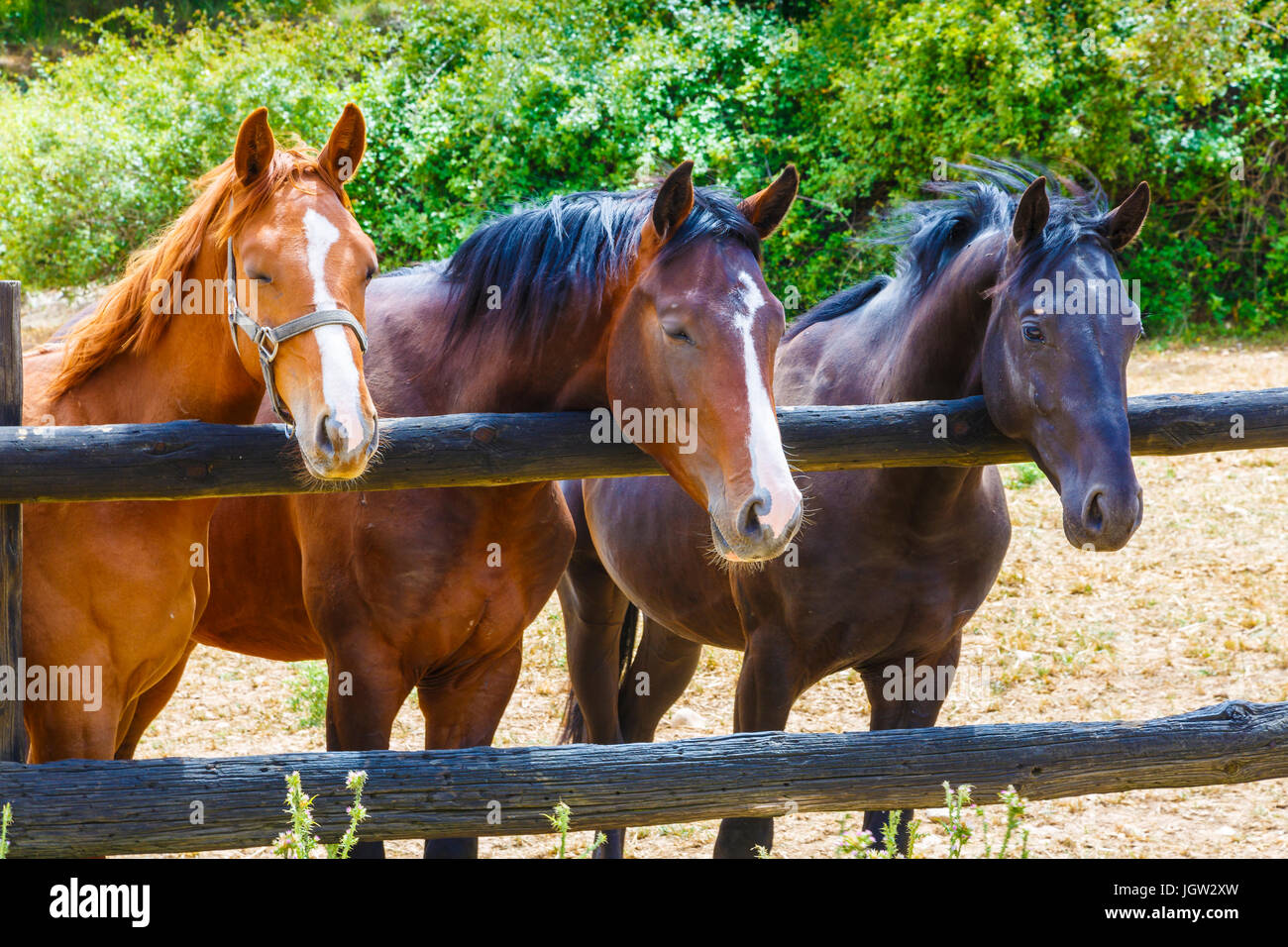 Cavalli su una farm. Foto Stock