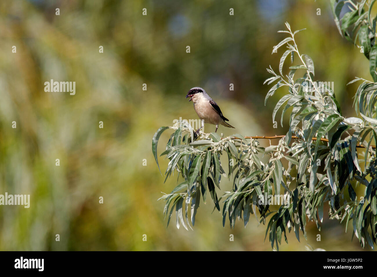 Immagine di un piccolo uccello su un ramo di olivo selvatico Foto Stock