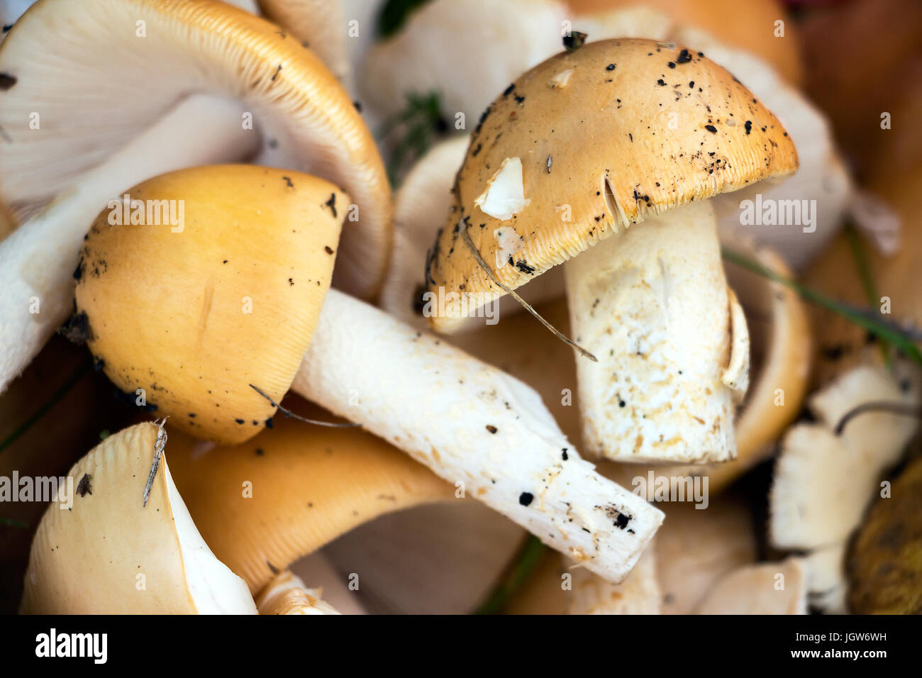Appena raccolta funghi di bosco Foto Stock