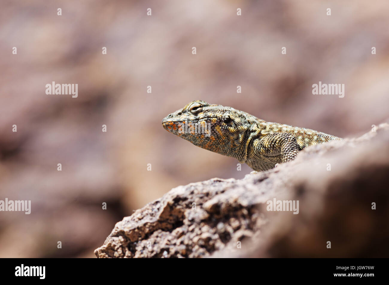 Testa di lato-spotted lizard su una roccia visto da leggermente al di sotto con spazio di copia Foto Stock