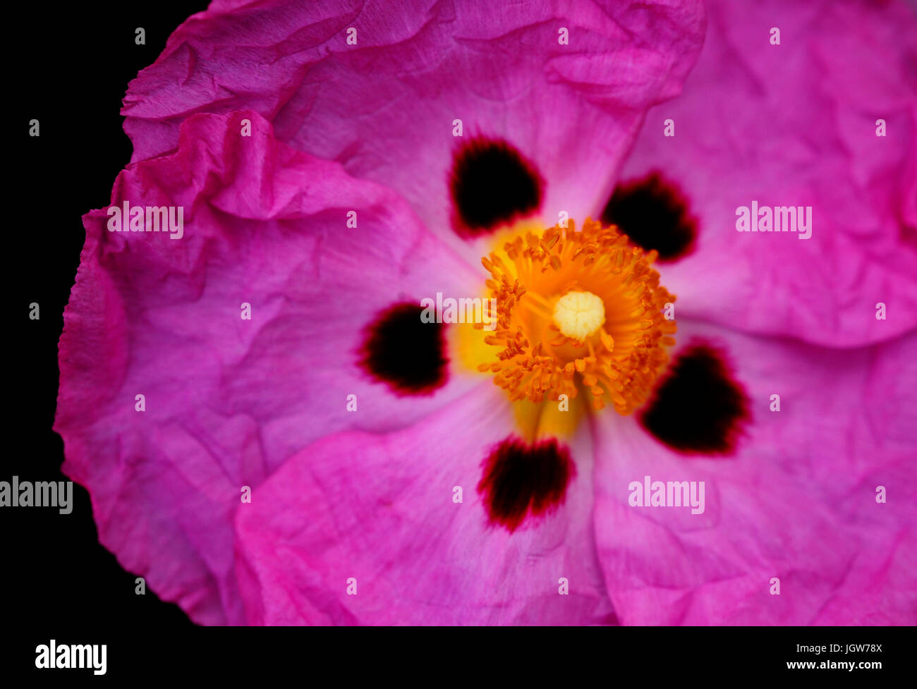 Close up di un fiore Woodrose Foto Stock