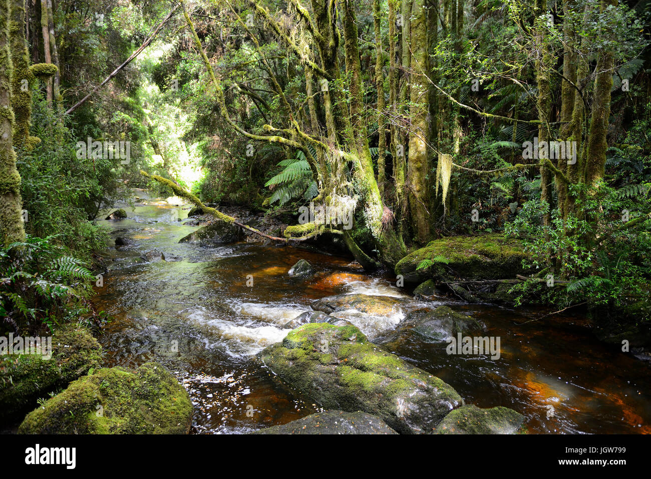 Nelson a valle del fiume di Nelson cade nel Franklin-Gordon Wild Rivers National Park in western Tasmania, Australia Foto Stock