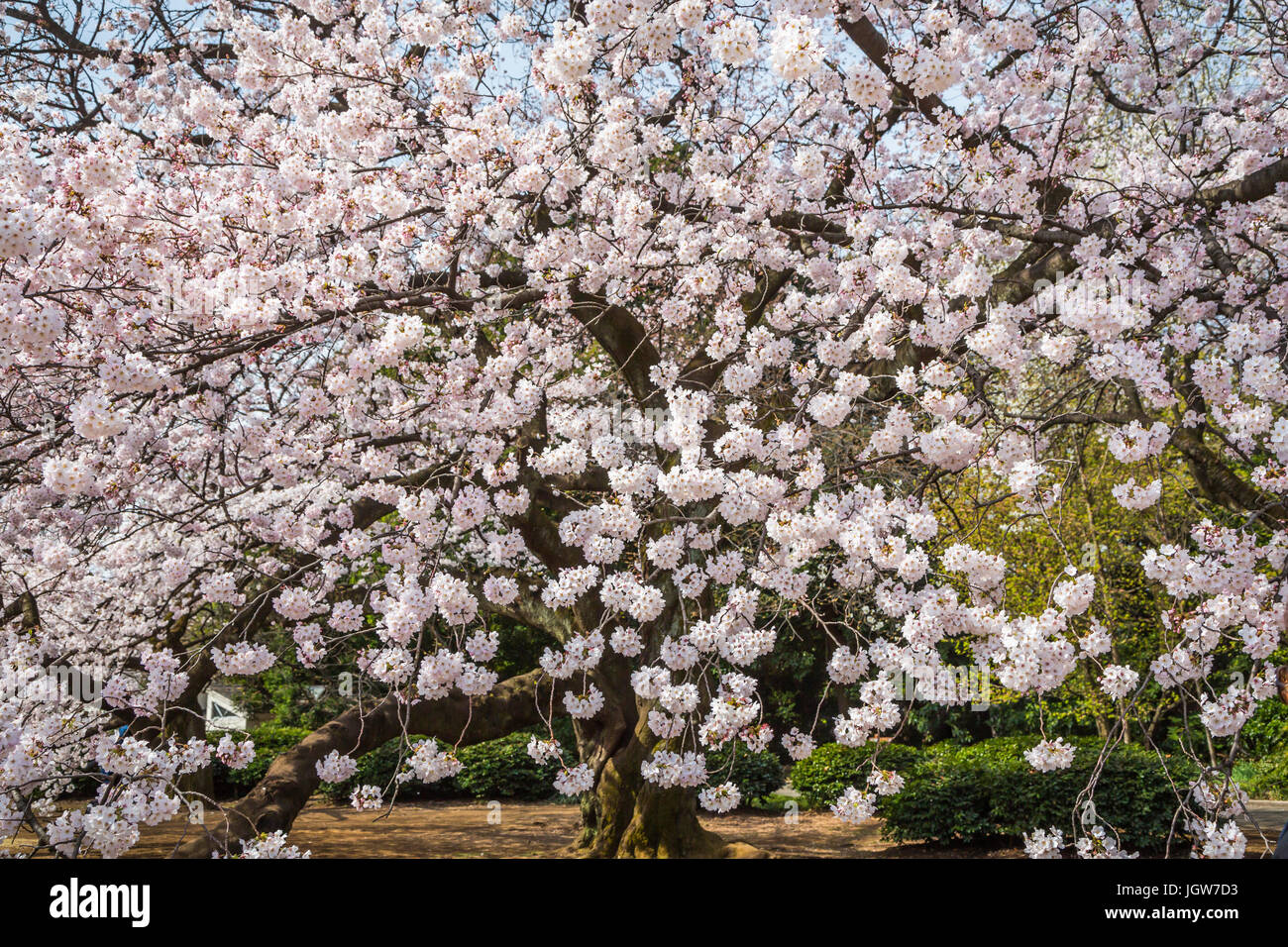 Sakura Cherry Blossoms in Shinjuku Gyoen Giardini Nazionali a Tokyo, Giappone, Asia. Foto Stock