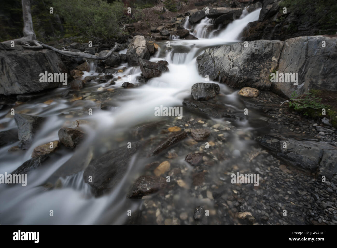 Groviglio Creek Falls, Jasper National Park, Canada Foto Stock