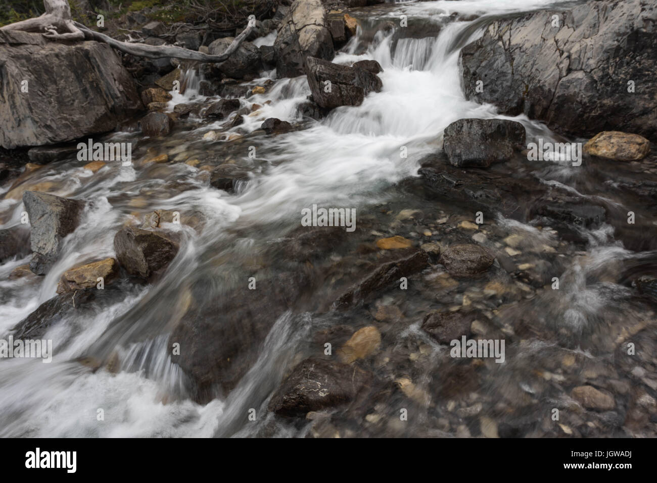 Groviglio Creek Falls, Jasper National Park, Canada Foto Stock