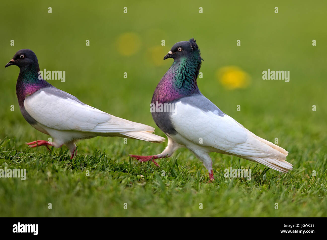 I piccioni selvatici in Foto Stock