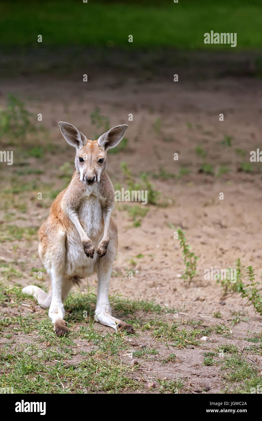 Kangaroo nel selvaggio Foto Stock