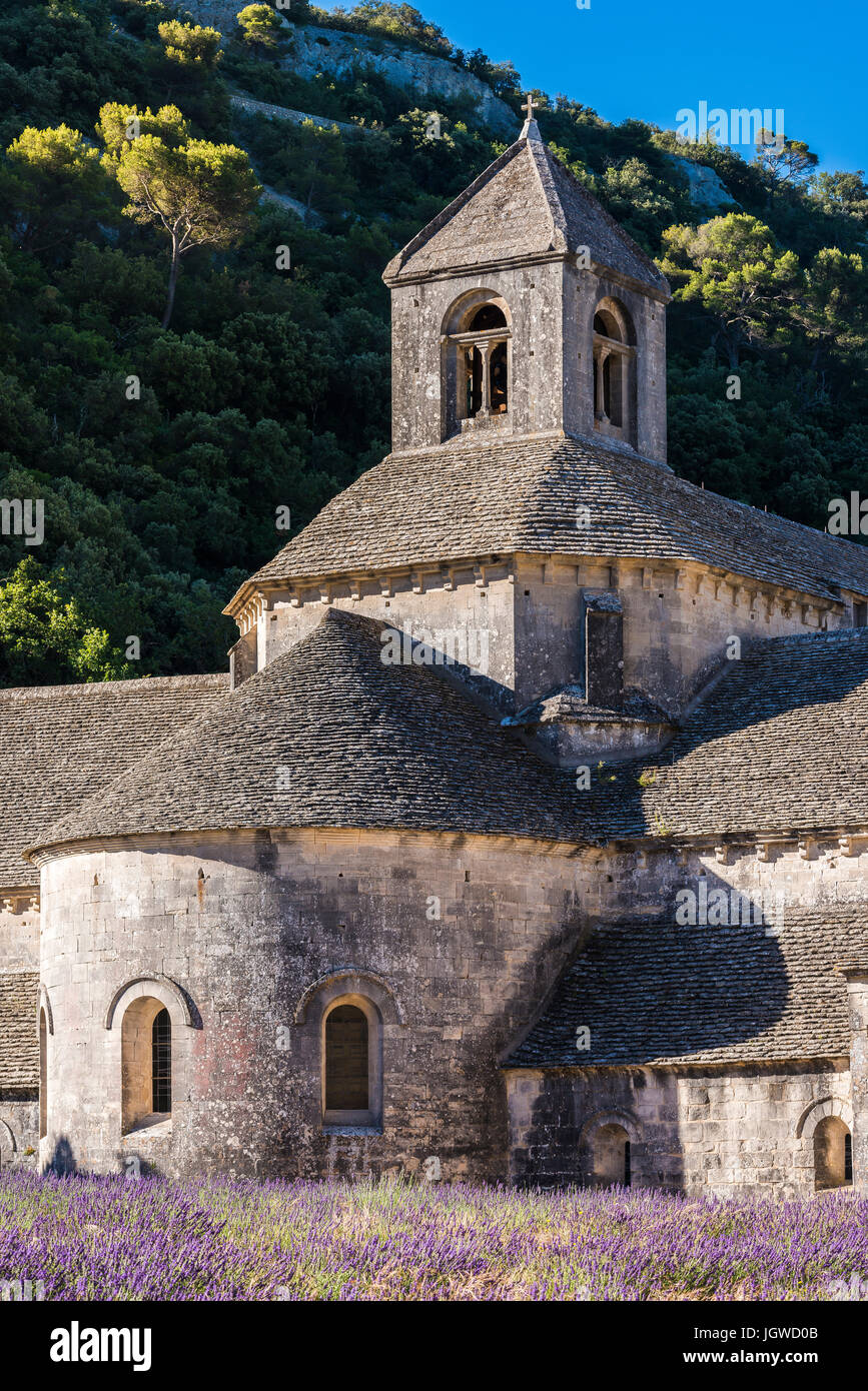 Abbaye de Sénanque, Gordes, Vaucluse Francia 84 Foto Stock