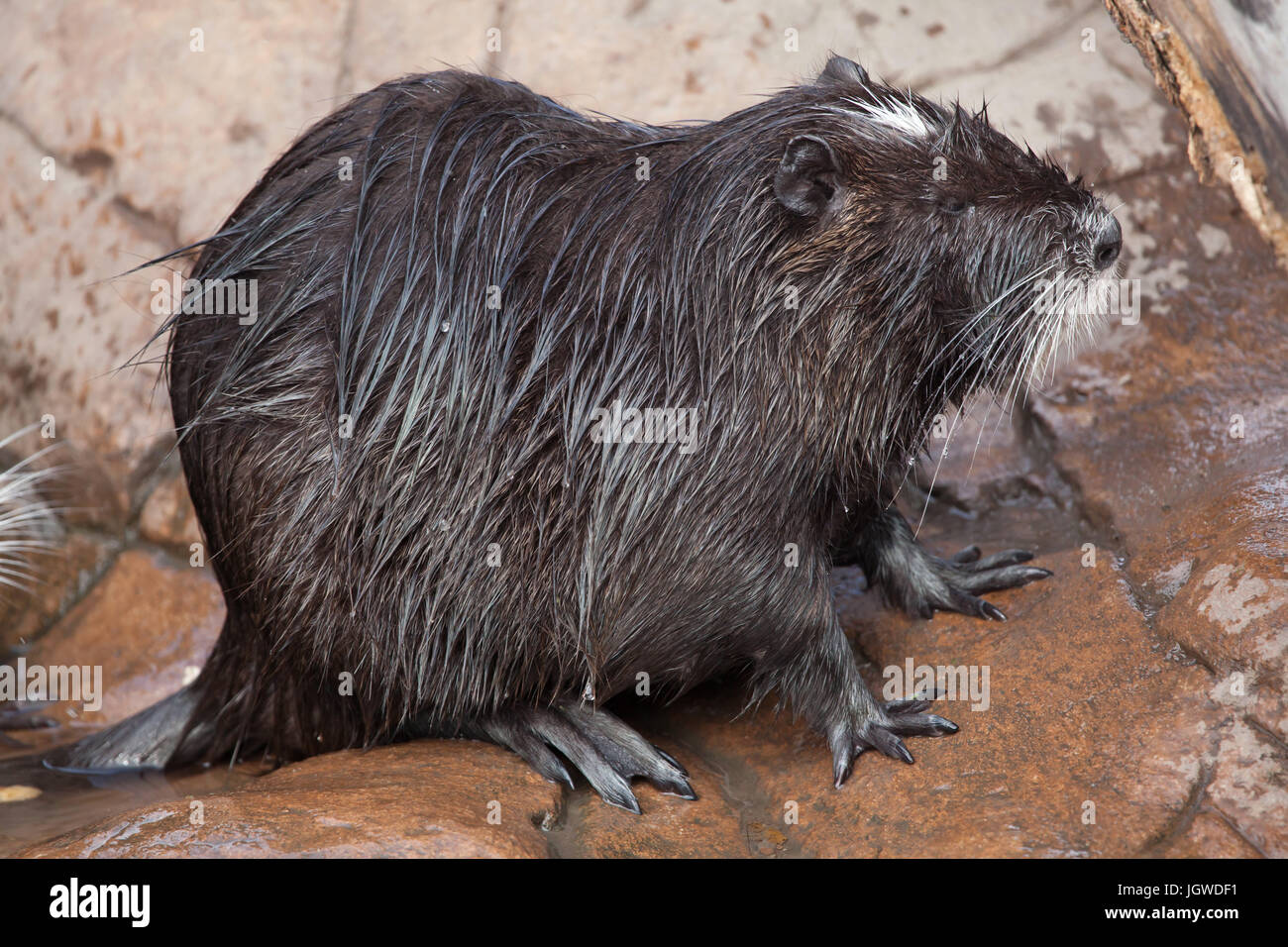 (Coypu Myocastor coypus), noto anche come il fiume di ratto o di nutria. Foto Stock