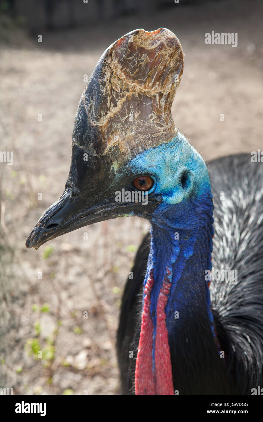 Casuario meridionale (Casuarius casuarius), noto anche come il doppio casuario wattled. Foto Stock