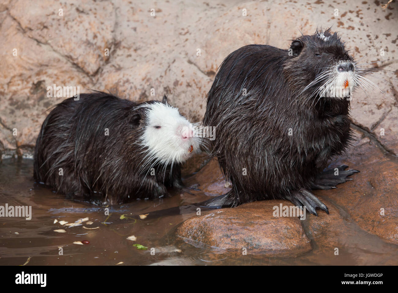 (Coypu Myocastor coypus), noto anche come il fiume di ratto o di nutria. Foto Stock