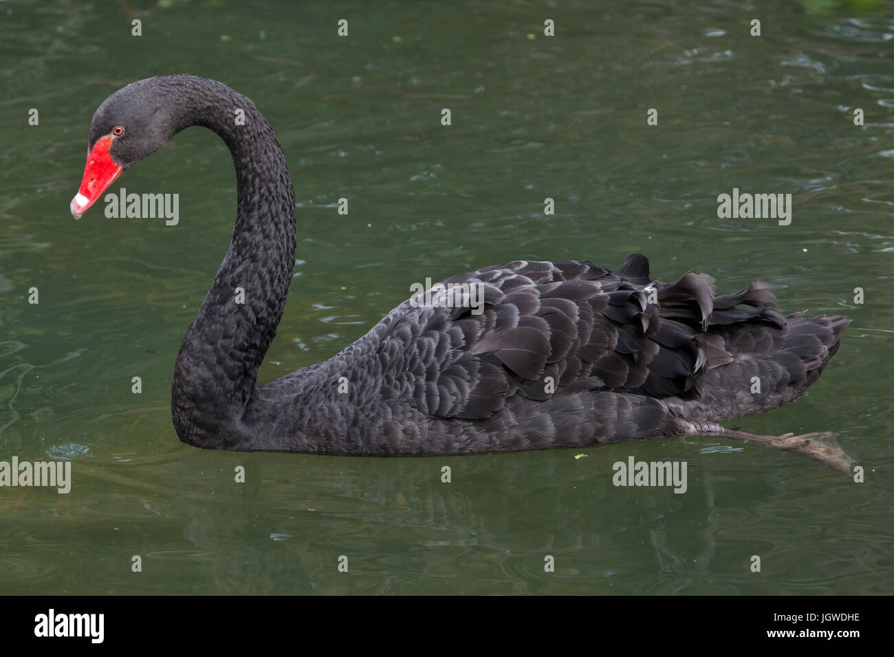 Black Swan (Cygnus atratus). La vita selvatica animale. Foto Stock