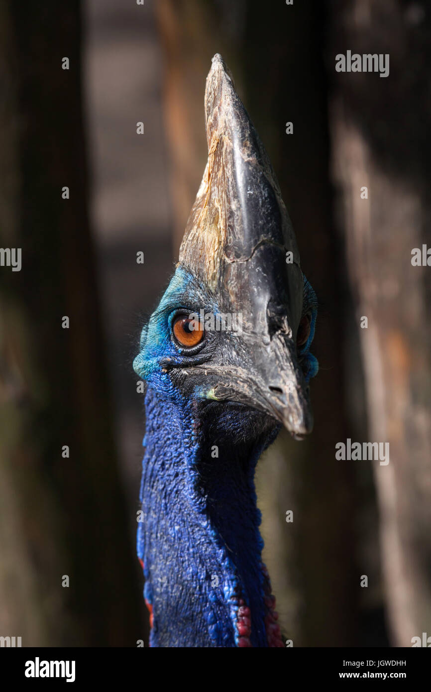 Casuario meridionale (Casuarius casuarius), noto anche come il doppio casuario wattled. Foto Stock