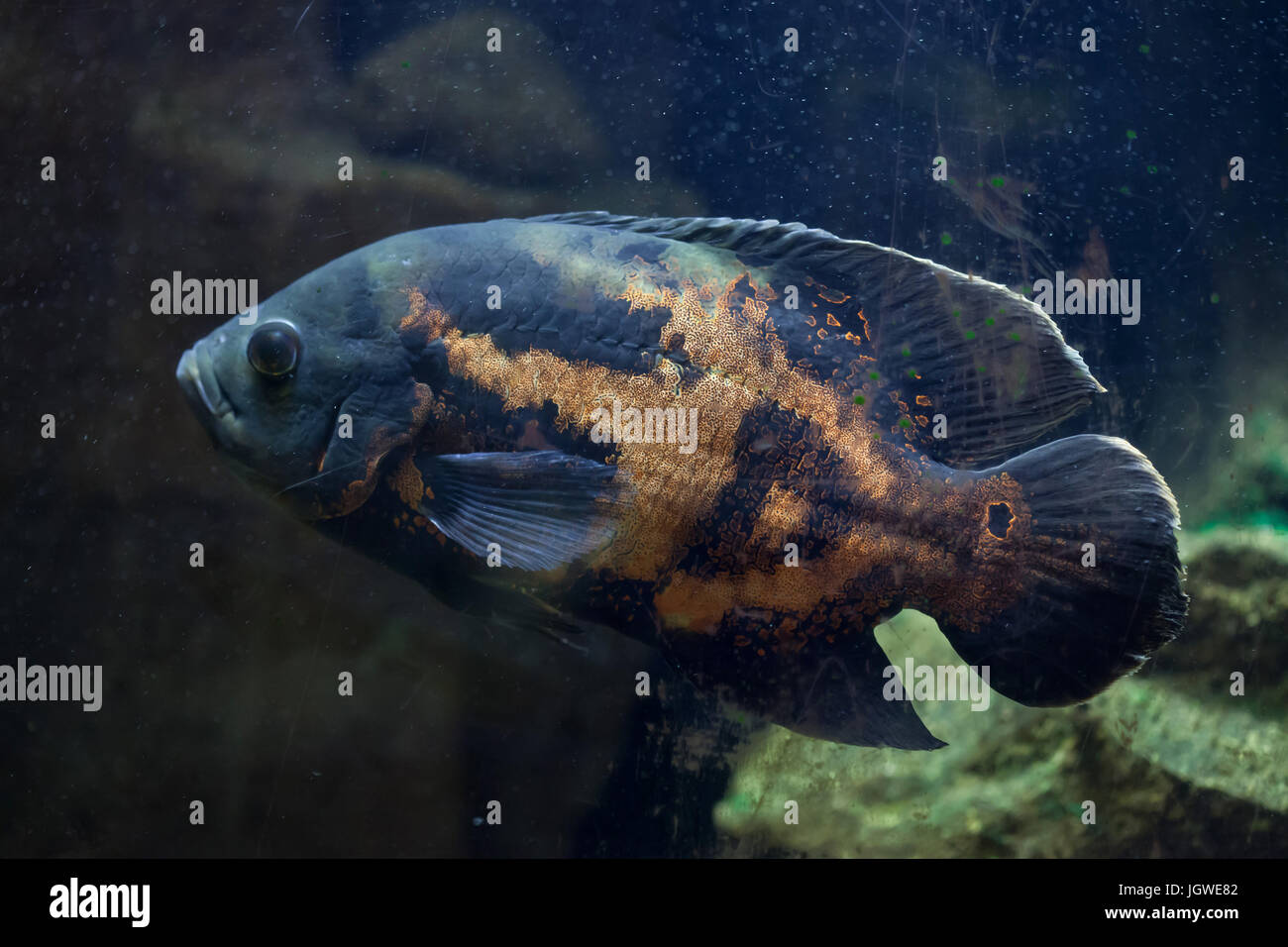 Oscar pesce (Astronotus ocellatus). Tropical pesci di acqua dolce. Foto Stock