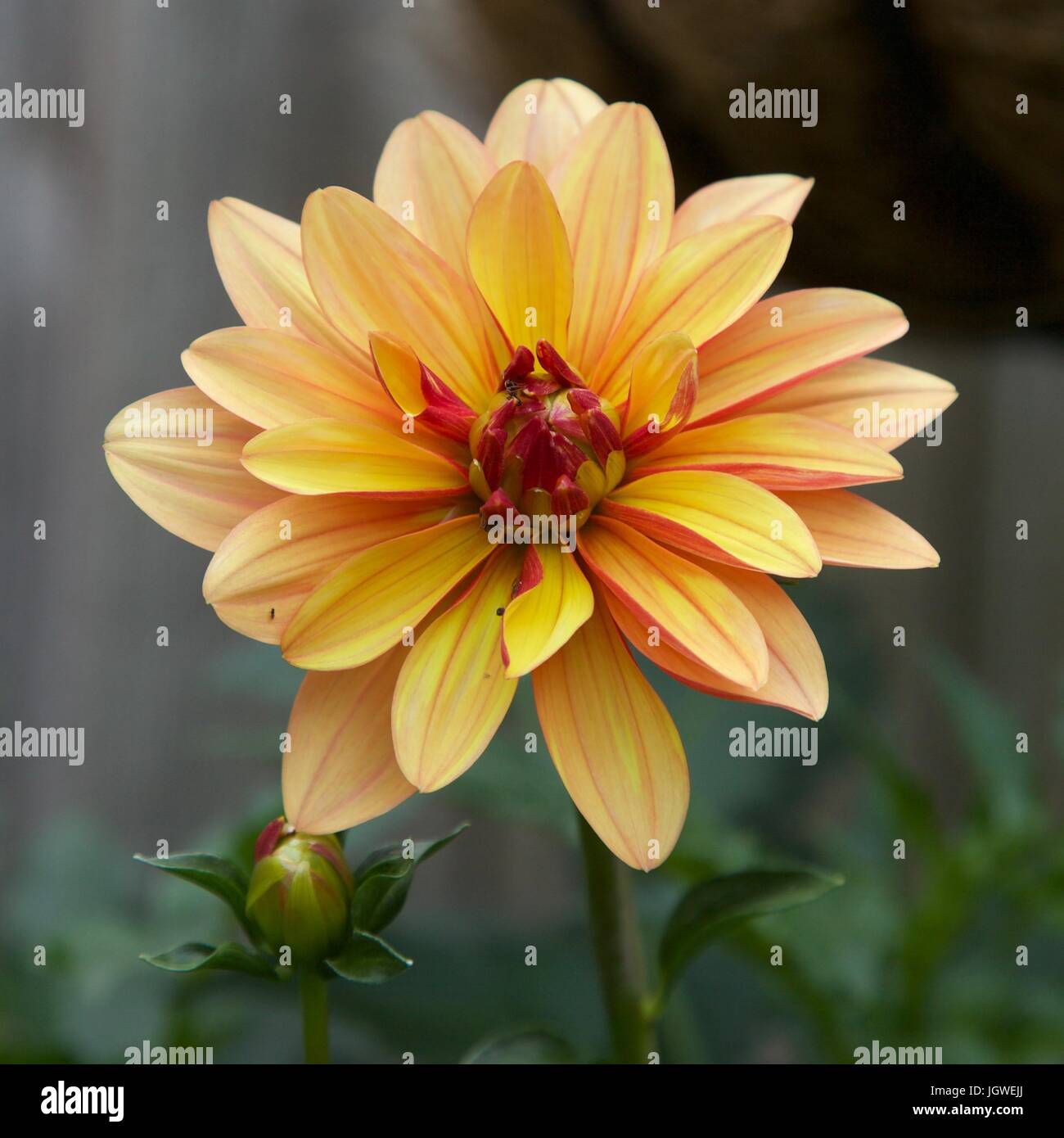 Inglese fiori da giardino Foto Stock