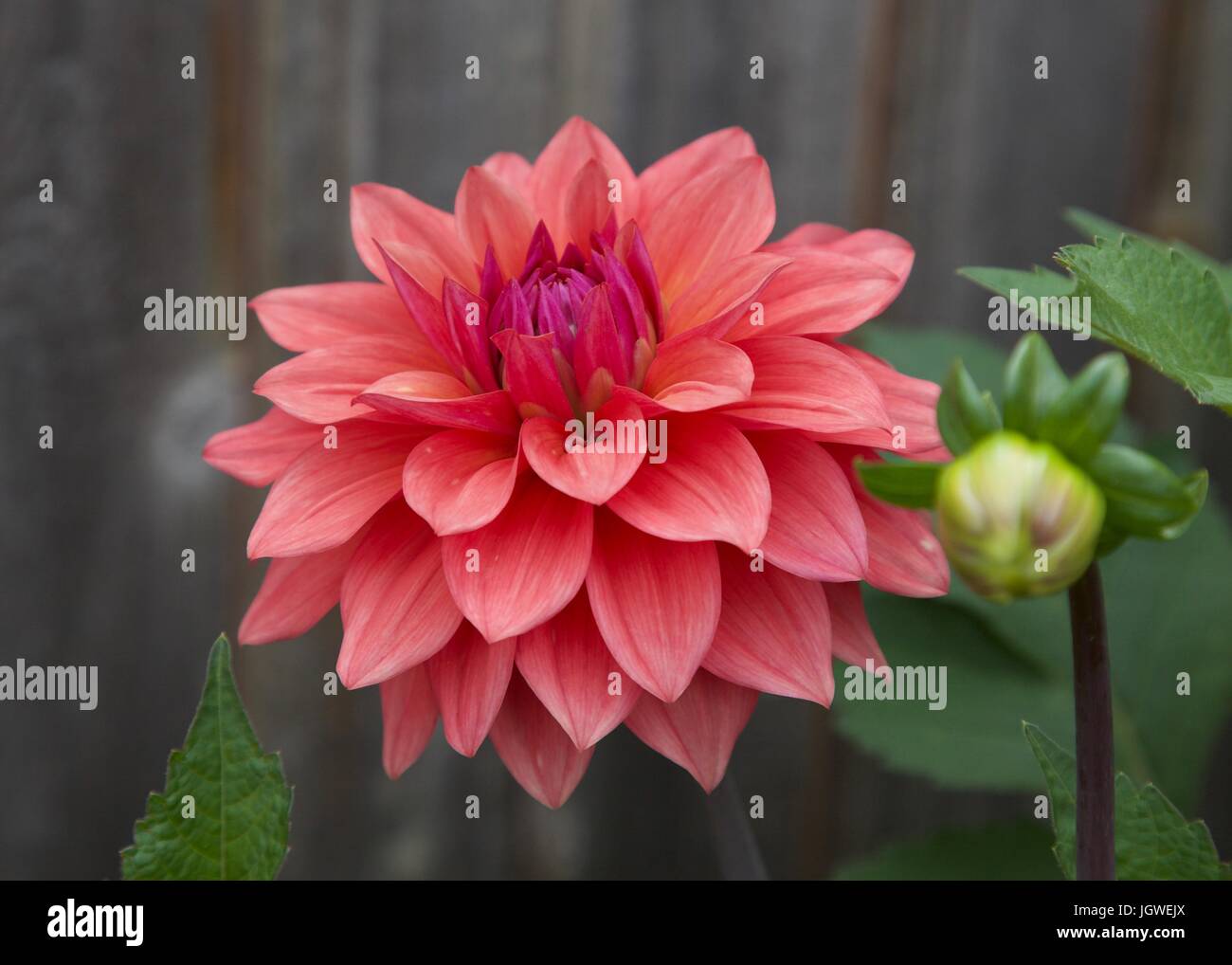 Inglese fiori da giardino Foto Stock