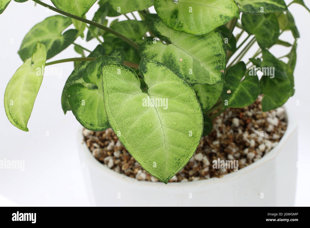 Syngonium podophyllum o noto come impianto Goosefoot, Arrowhead Vine/impianto, Nephthytis, cinque dita, Africana/American Evergreen Foto Stock