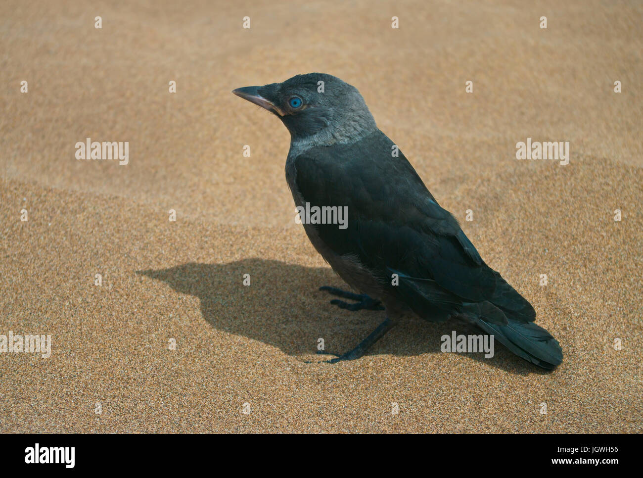 Black Bird sulla sabbia sulla spiaggia di Lara, Cipro Foto Stock
