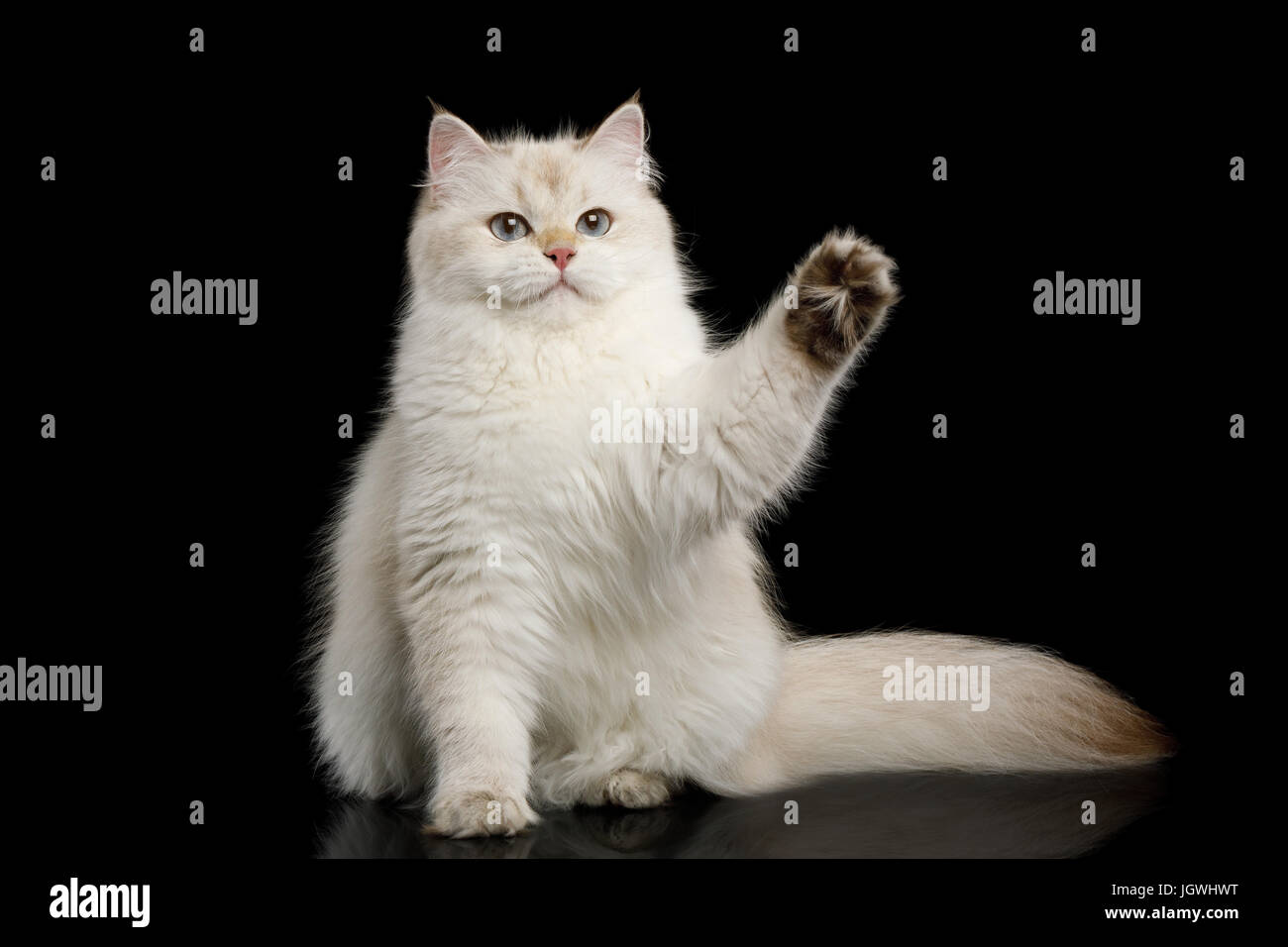 Un peloso Britannico gatto colore bianco isolato su sfondo nero Foto Stock