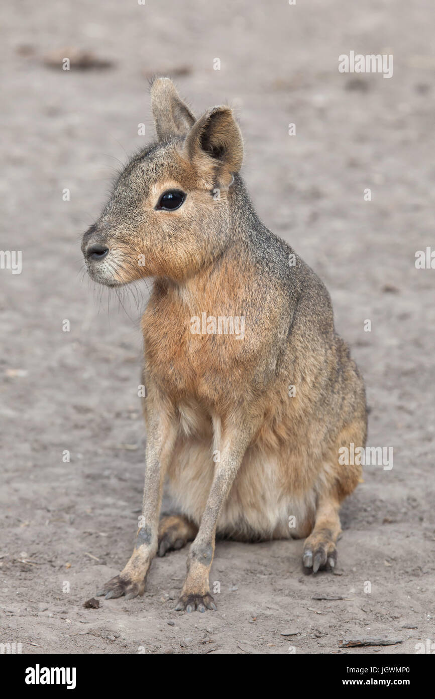 Nasello di Patagonia mara (Dolichotis patagonum), noto anche come il nasello di Patagonia cavy. Foto Stock