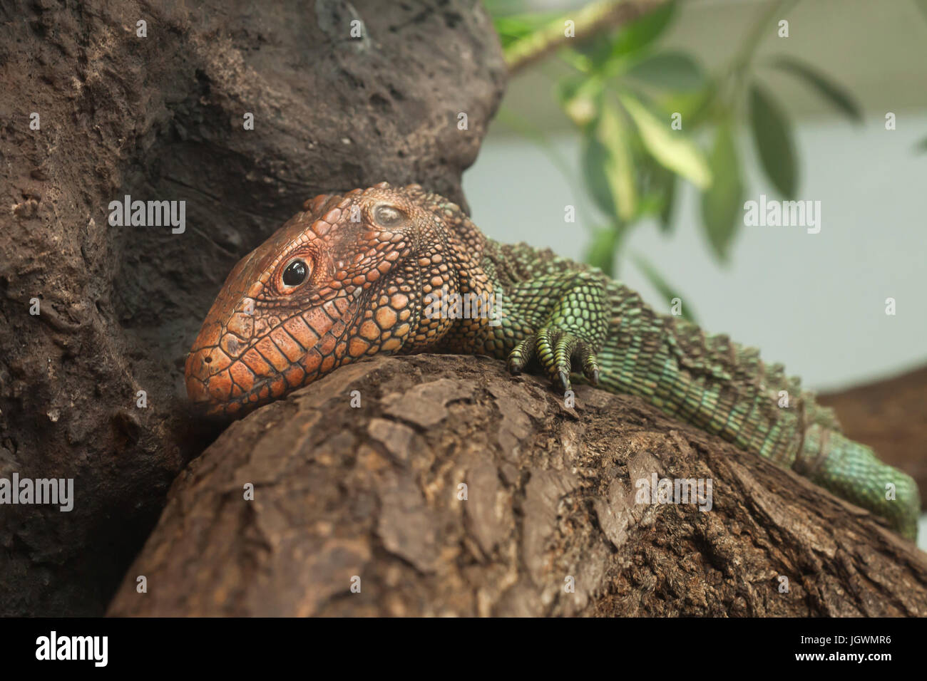 Caimano settentrionale lizard (Dracaena guianensis). Foto Stock