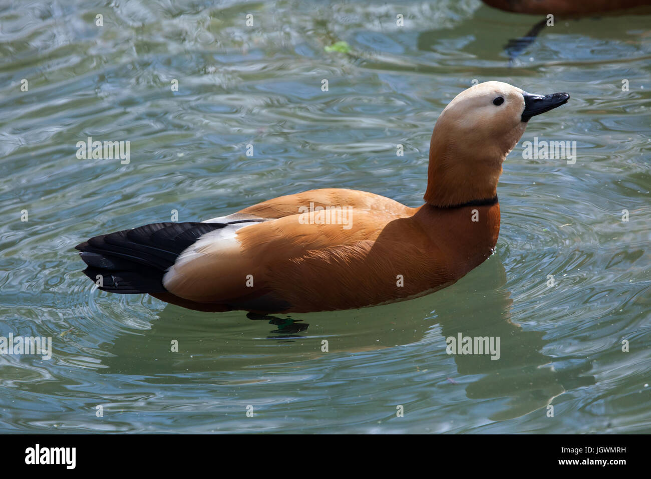 Casarca (Tadorna ferruginea), noto anche come l'anatra Brahminy. Foto Stock