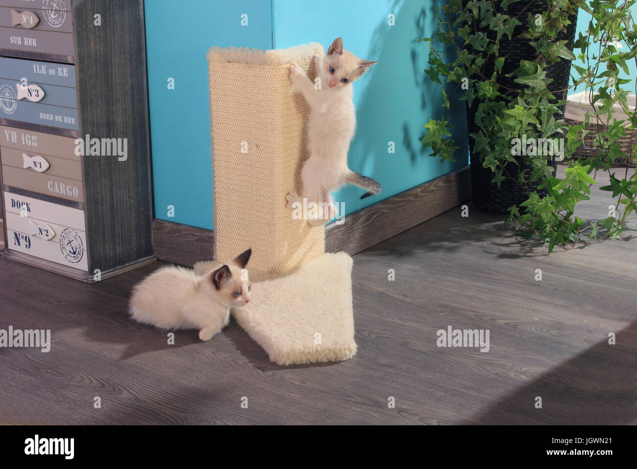 Due gattini, sigillare il punto bianco, tabby point bianco a 6 settimane di età, giocando a una scheda sisal sulla parete Foto Stock