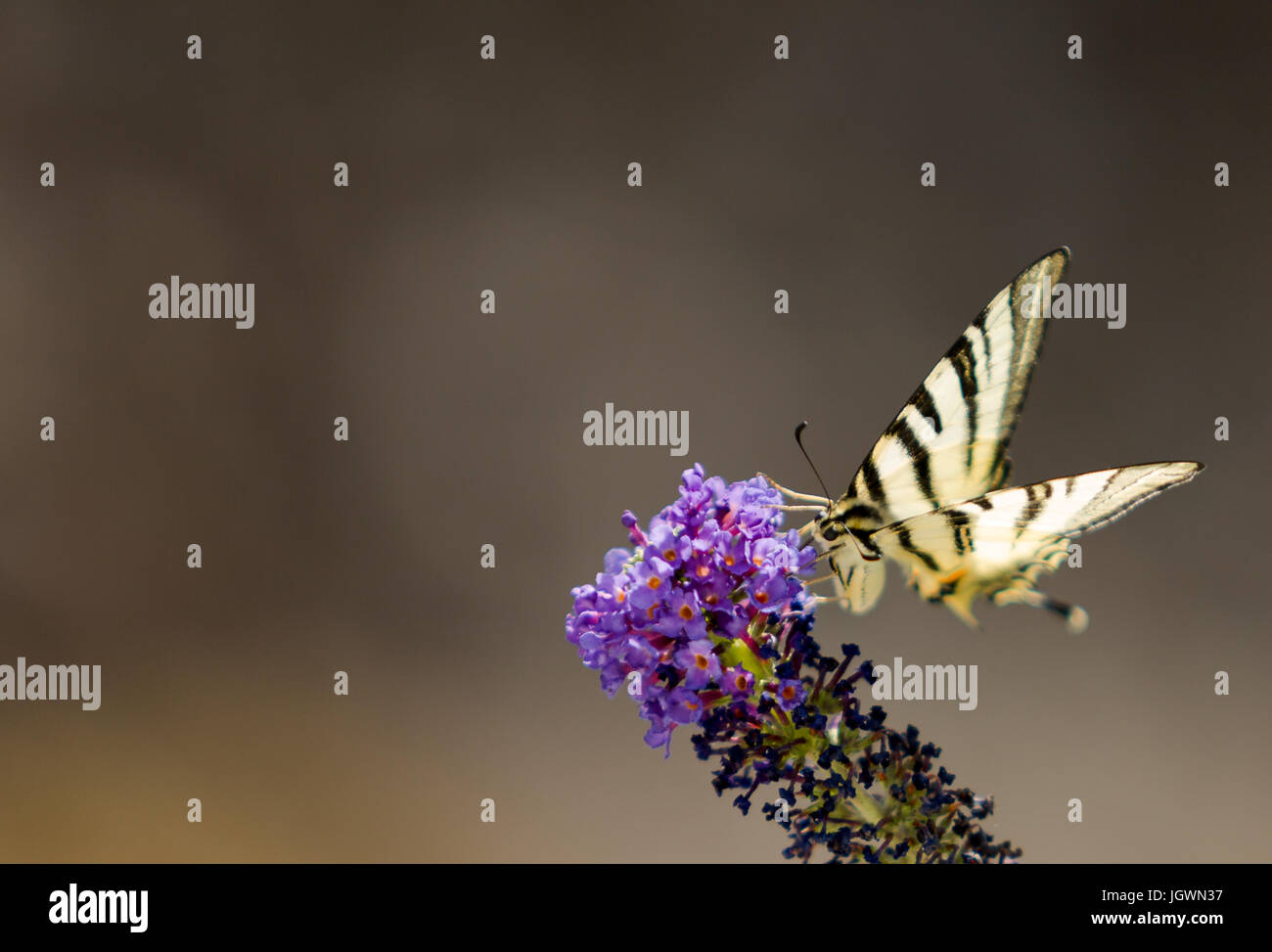 Coda di rondine farfalla sulla buddliea Foto Stock