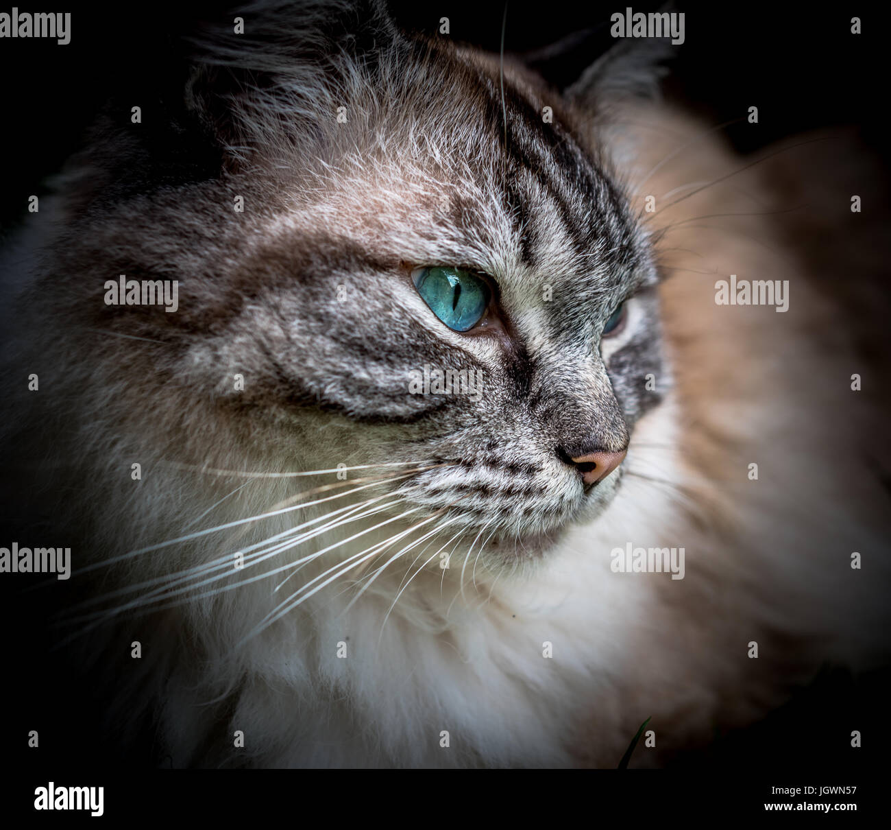 Pedigree gatto Ragdoll occhi blu verticale. Foto Stock