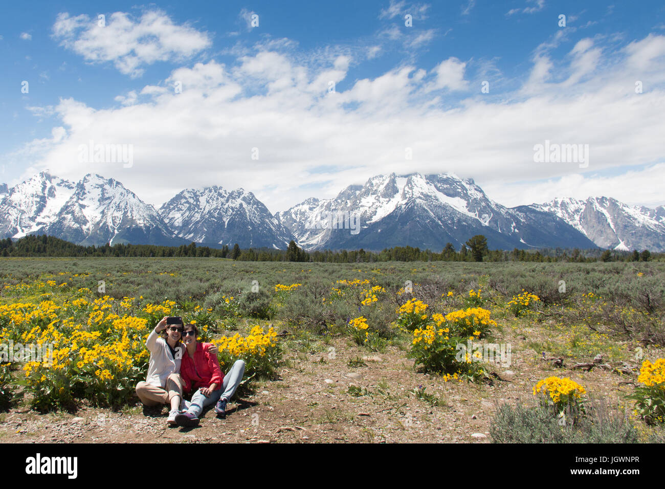 Due donne stanno facendo un selfie in Grand Teton National Park con il loro telefono cellulare in seduta tra Arrowleaf Balsamroot (Balsamorhiza sagittata) wildflowe Foto Stock