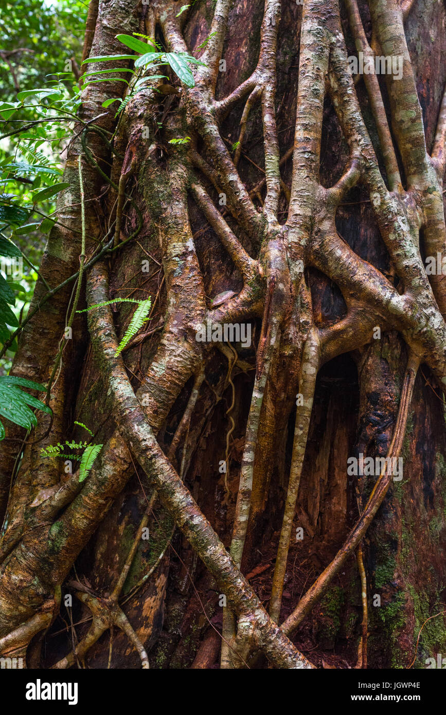 Strangler Fig Tree in foreste pluviali temperate, patrimonio Unesco, l'Isola di Fraser, Great Sandy National Park, Queensland, Australia. Foto Stock