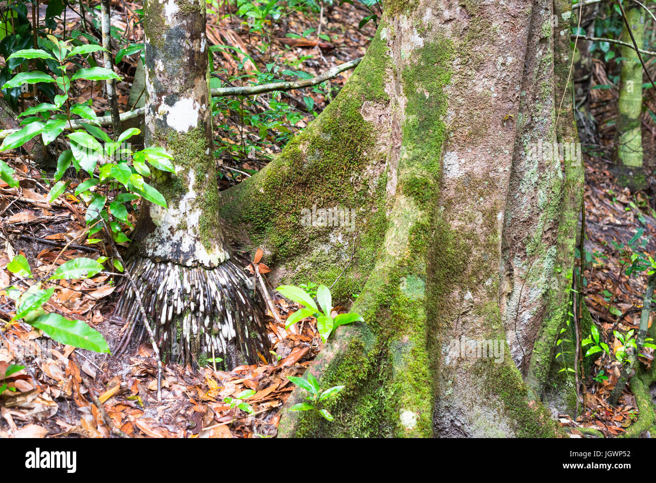 Felci arboree (Cyatheales), la foresta pluviale temperata, patrimonio Unesco, l'Isola di Fraser, Great Sandy National Park, Queensland, Australia. Foto Stock