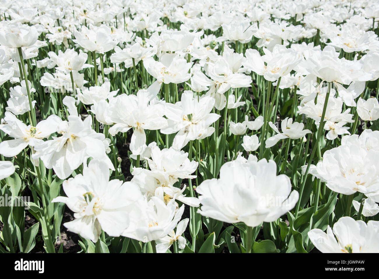 Full frame di colore bianco fiori Foto Stock