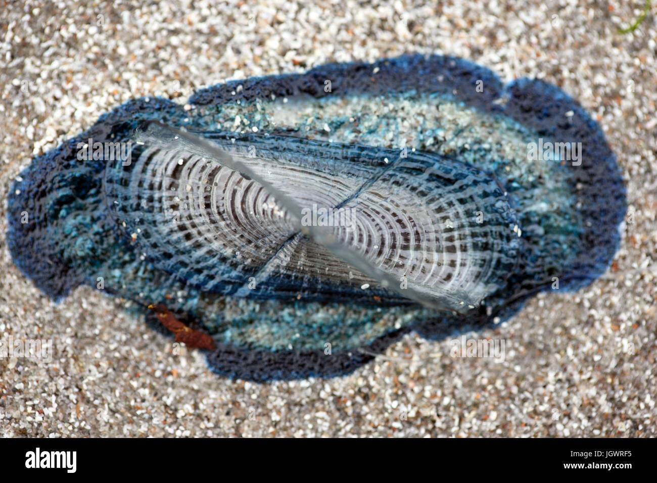Velella si trovano su una spiaggia di sabbia in The Isle of Mull, Scotland, Regno Unito Foto Stock