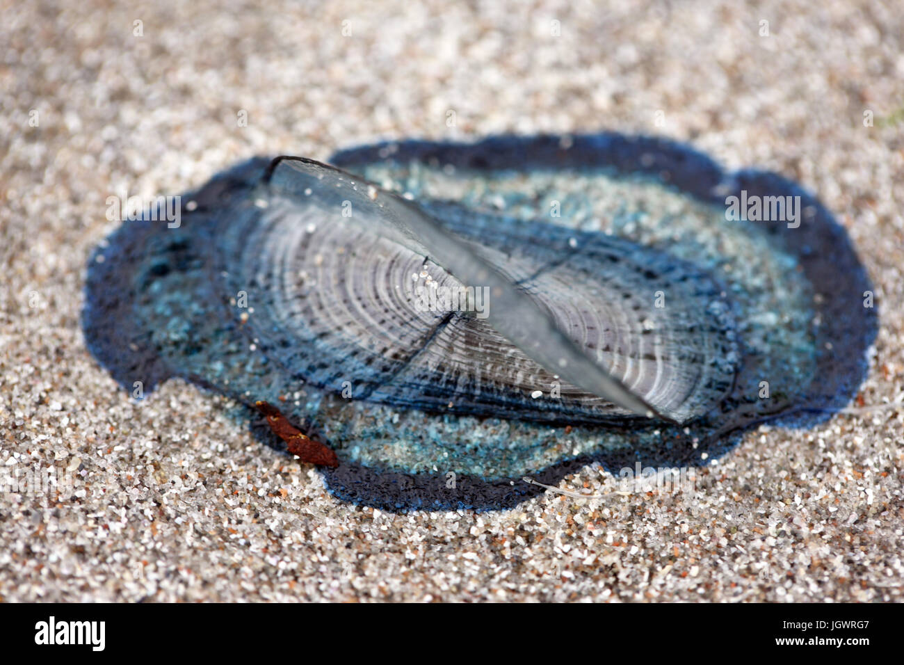 Velella si trovano su una spiaggia di sabbia in The Isle of Mull, Scotland, Regno Unito Foto Stock
