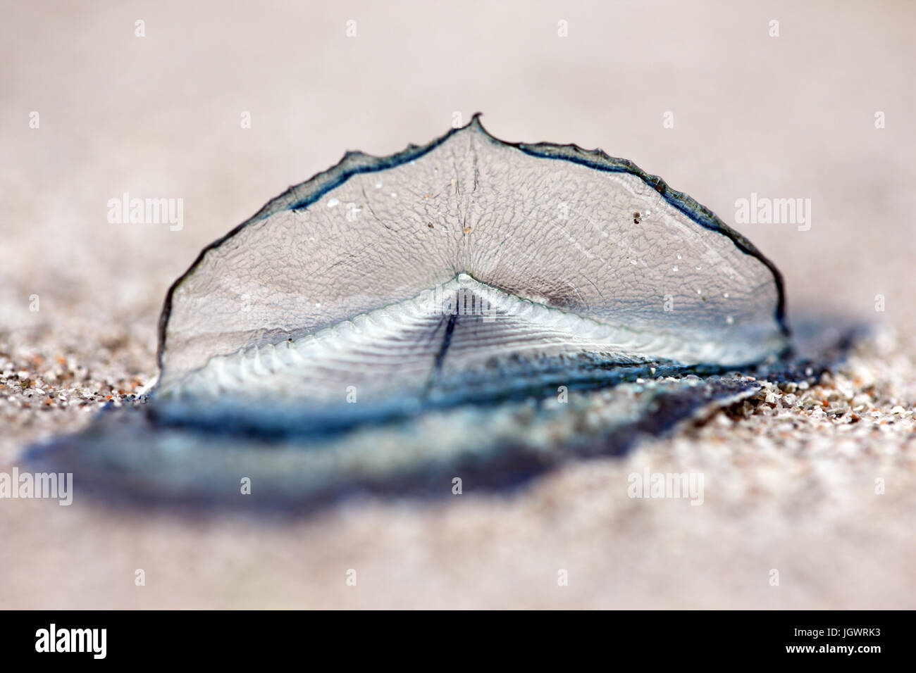 Velella si trovano su una spiaggia di sabbia in The Isle of Mull, Scotland, Regno Unito Foto Stock
