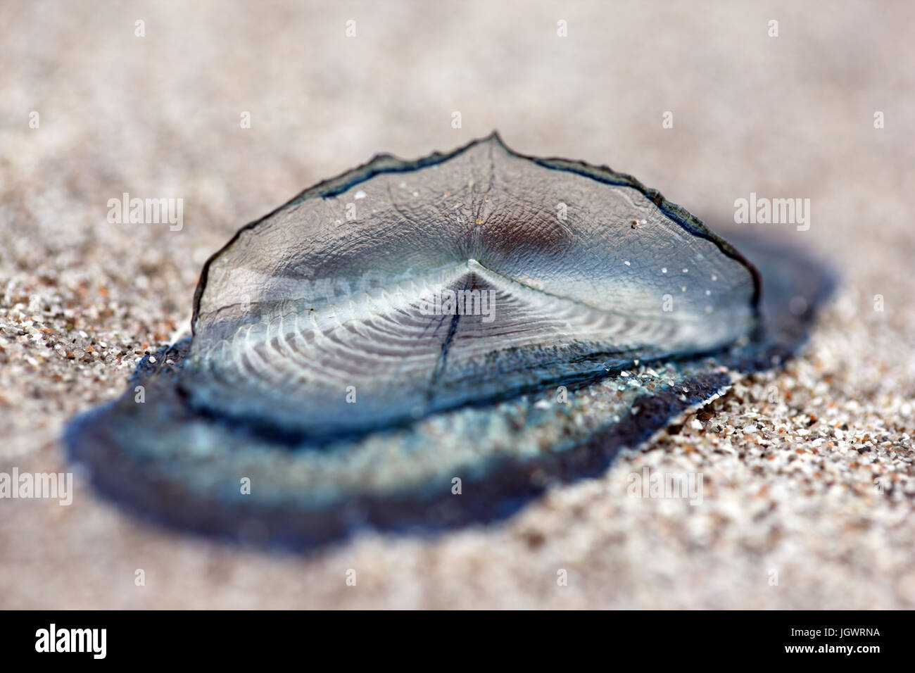 Velella si trovano su una spiaggia di sabbia in The Isle of Mull, Scotland, Regno Unito Foto Stock