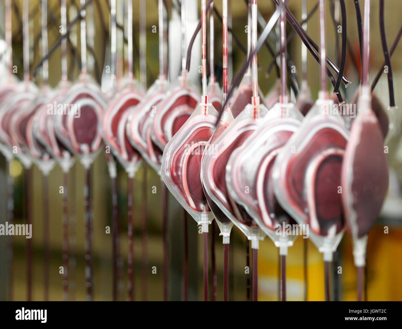 Sacche di sangue donato appesi in impianto di lavorazione della banca del sangue Foto Stock