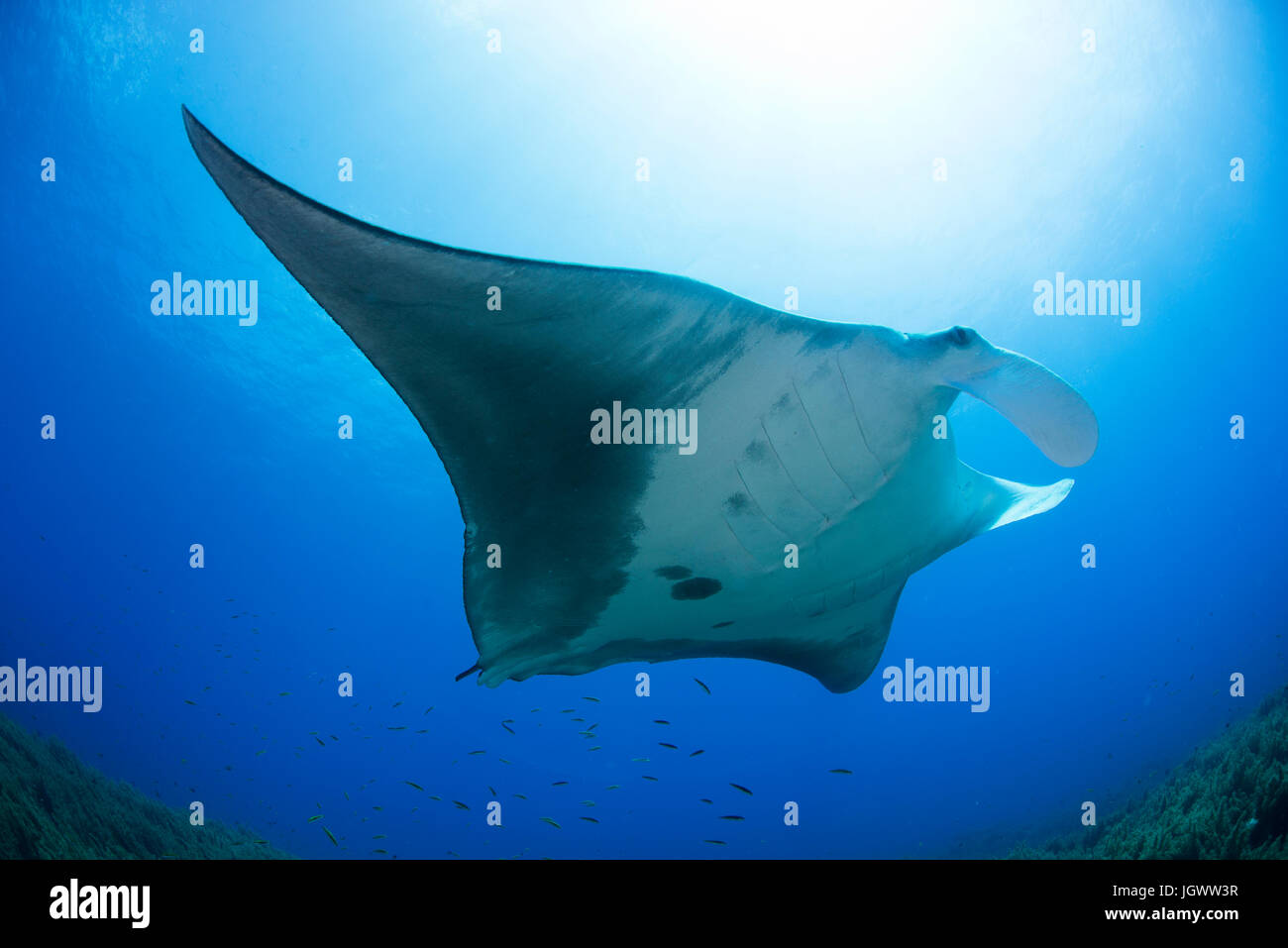 Manta gigante nuoto nei Caraibi acque chiare, Cancun, Messico Foto Stock