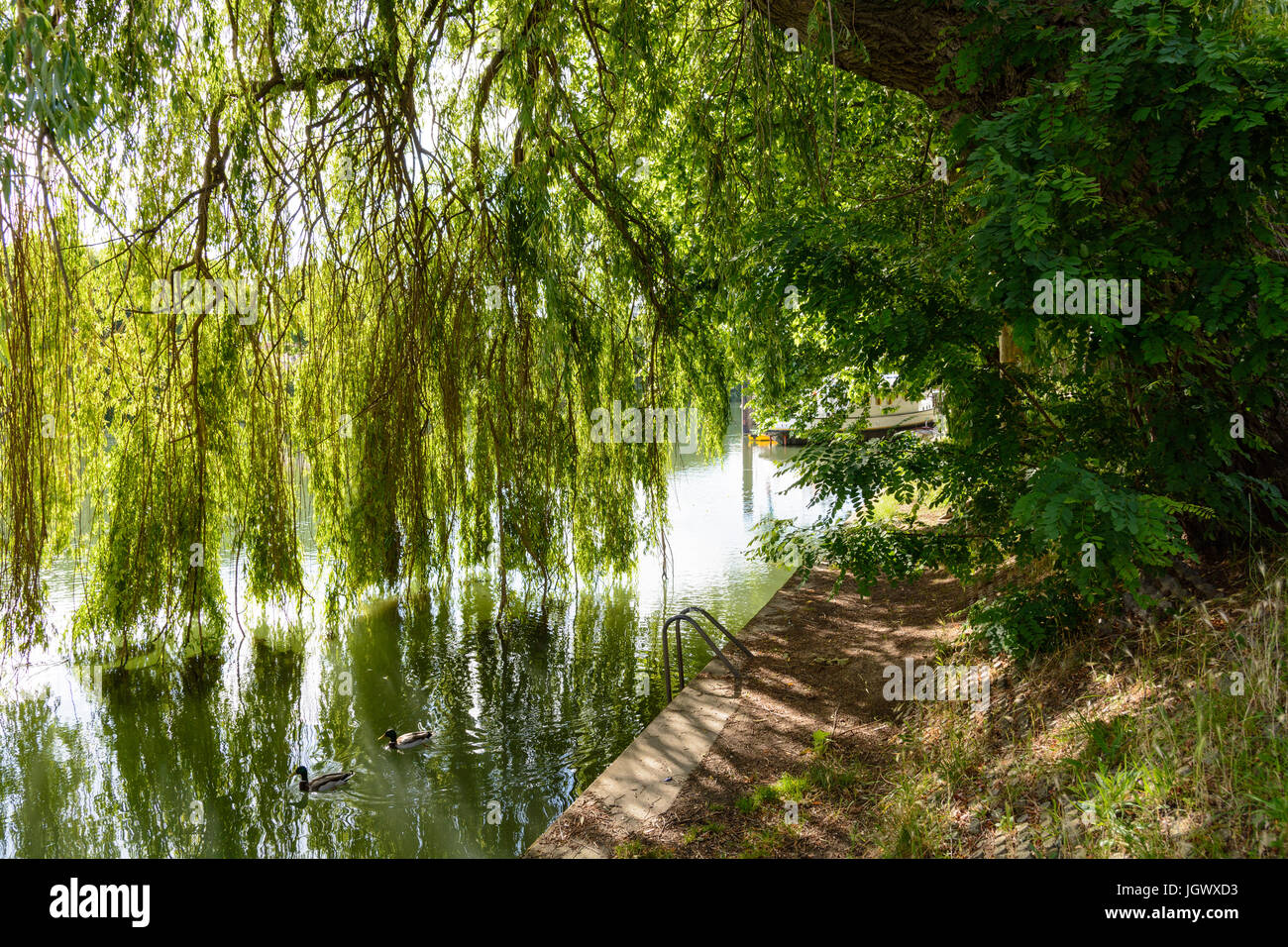 Un salice piangente albero sulla sponda di un fiume e i suoi rami il filtraggio della luce e di cadere come una tenda fino a toccare l'acqua. Foto Stock