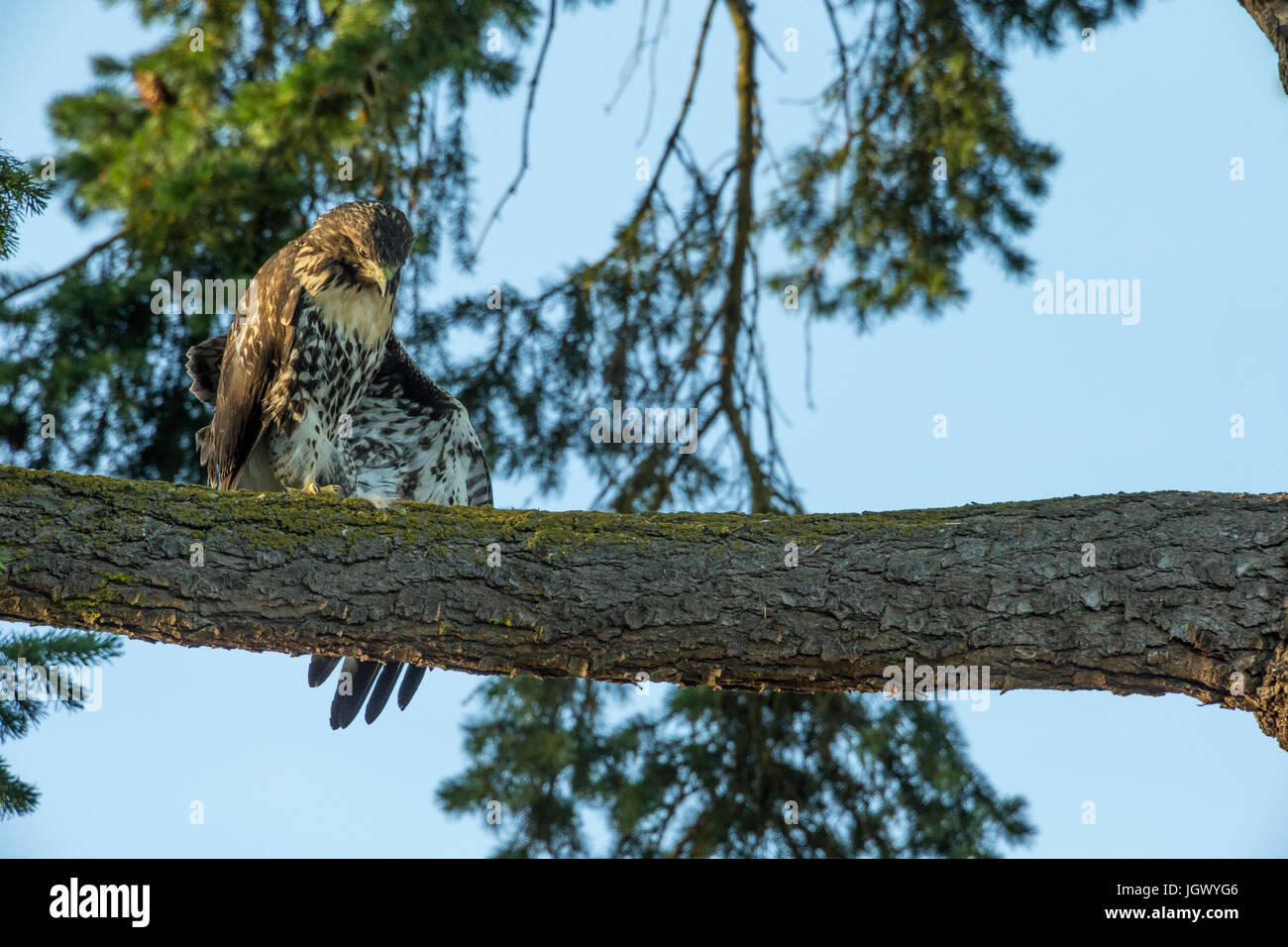 I capretti recentemente fledged Red Tailed hawk da Robert's Bay Eagle Nest stretching ala a Sidney, British Columbia, Canada. Foto Stock