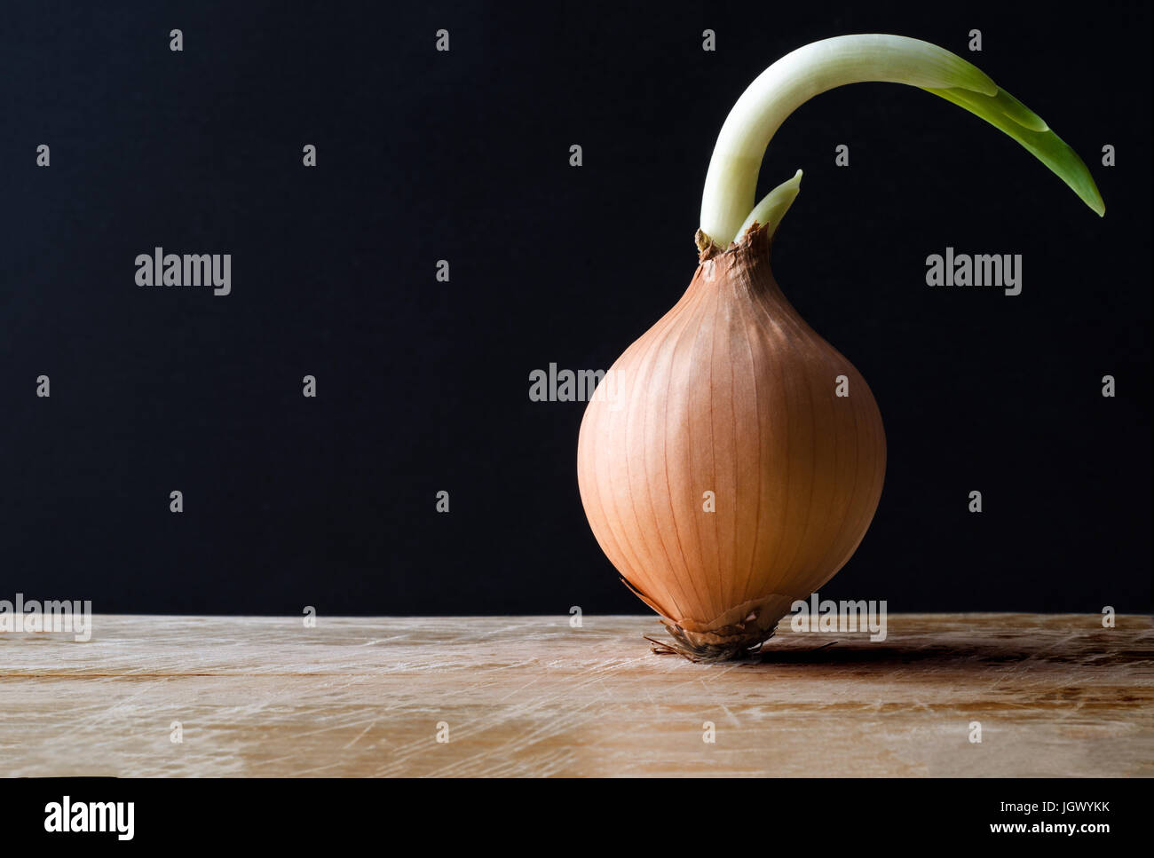 Un raw, con la buccia di cipolla di germogliazione eretti su un graffiato tagliere di legno contro una lavagna nera dello sfondo. Copiare lo spazio a sinistra. Foto Stock