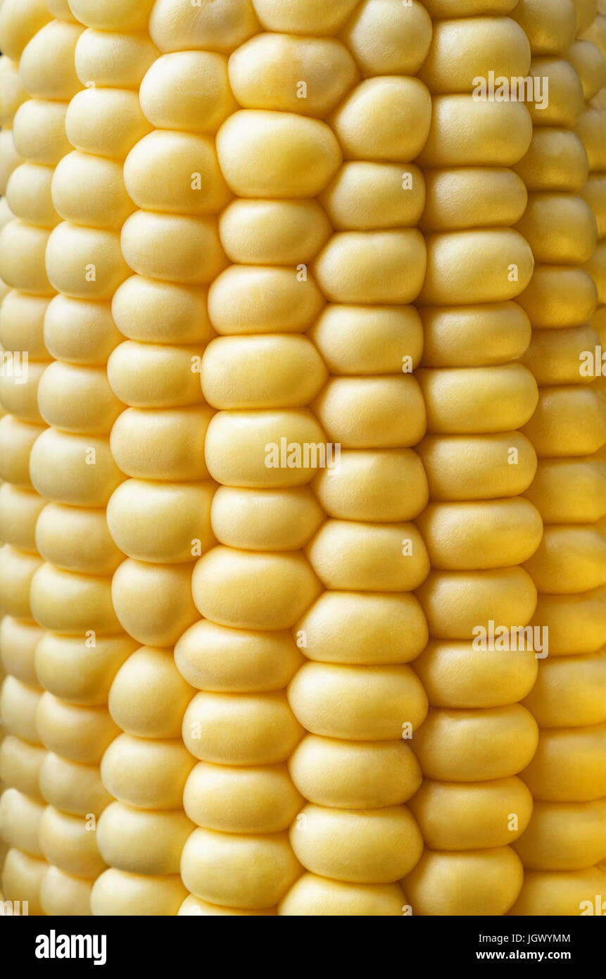 Close up di colore giallo brillante kernel su una pannocchia di granturco dolce. Foto Stock