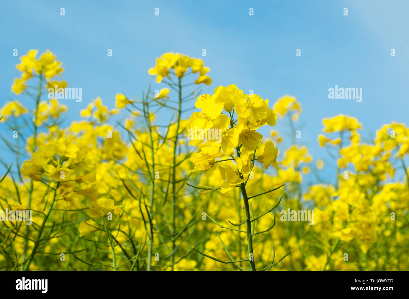Chiudere il colpo di fiori di giallo di un campo di piante di colza shot su una soleggiata giornata di primavera contro un leggermente offuscato il cielo blu. Foto Stock