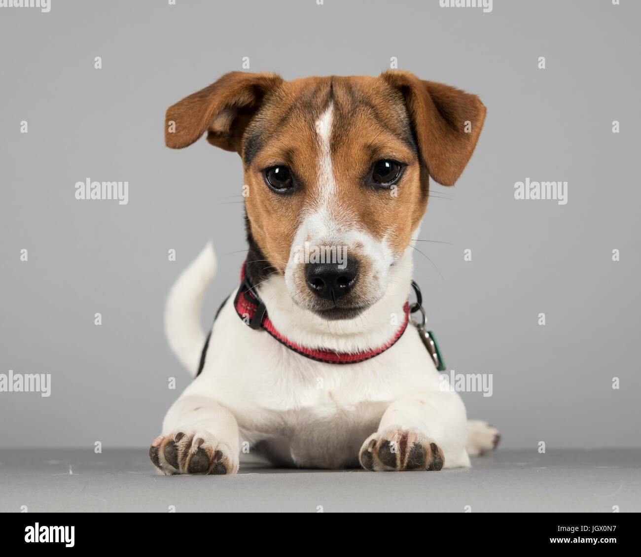 Jack Russell Terrier cucciolo fotografato nel Regno Unito. Foto Stock