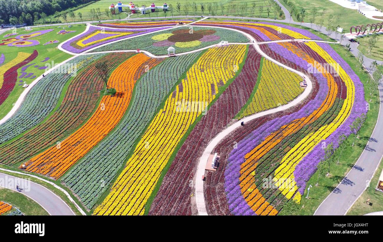 Harbin, la Cina della Provincia di Heilongjiang. 11 Luglio, 2017. Il mare di fiori attirano visitatori a Harbin, capitale del nord-est della Cina di Provincia di Heilongjiang, luglio 11, 2017. Credito: Wang Kai/Xinhua/Alamy Live News Foto Stock