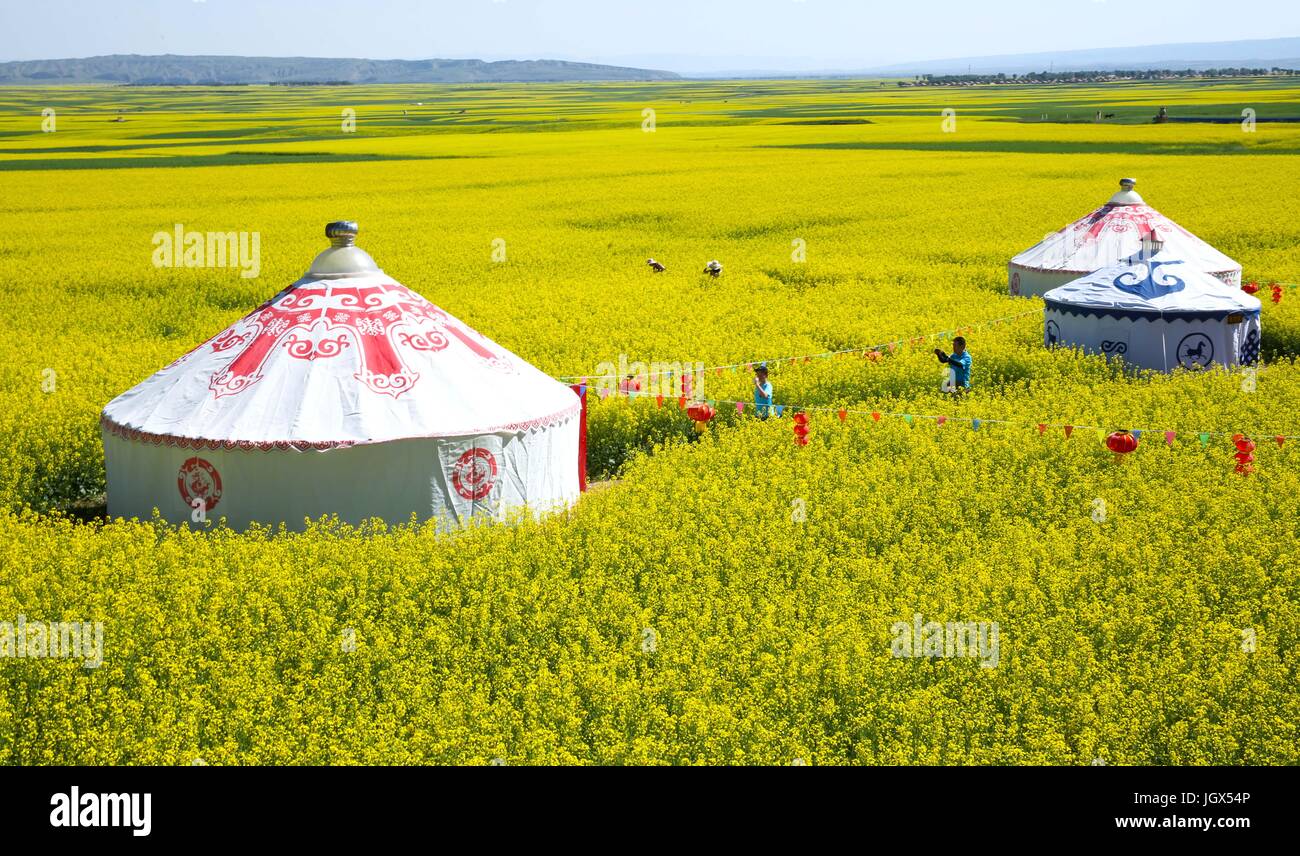 Zhangye, la Cina della provincia di Gansu. 11 Luglio, 2017. Turisti visitano cole fiori in Minle contea di Zhangye City, a nord-ovest della Cina di Provincia di Gansu, luglio 11, 2017. Blooming cole fiori nella Contea attira molti turisti. Credito: Wang Jiang/Xinhua/Alamy Live News Foto Stock