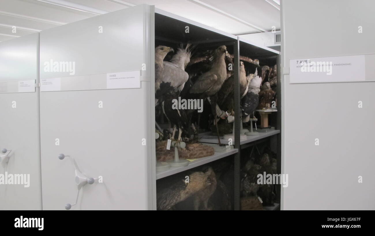 Berna, Svizzera. Il 30 giugno, 2017. Una collezione di uccelli conservati nel Museo di Storia Naturale di Berna (Svizzera), 30 giugno 2017. La versione di prova di un cittadino svizzero accusato di furto di piume da rari rapaci conservati nei musei di tutta la Germania, Austria e Svizzera ha iniziato a Basilea (Svizzera) il 4 luglio 2017. Foto: Christiane Oelrich/dpa/Alamy Live News Foto Stock