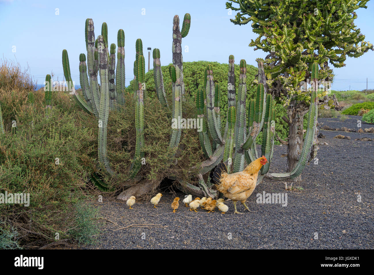 Gallina con pollo a cactus, Pardela Park, Las Pardelas Lanzarote, Isole Canarie, Europa Foto Stock