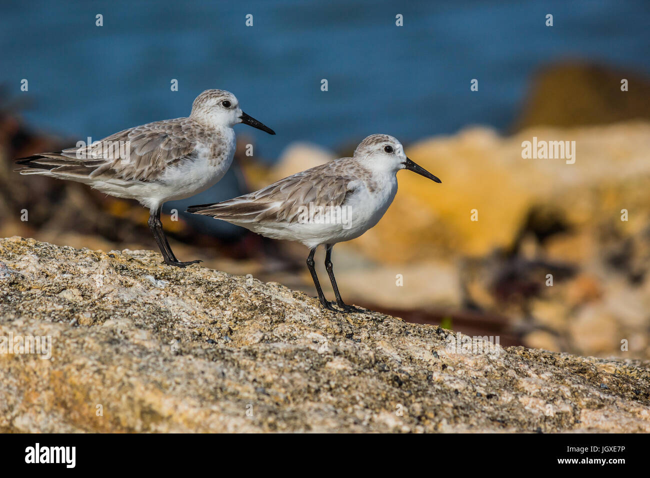 Coppia di uccelli sulla spiaggia Foto Stock